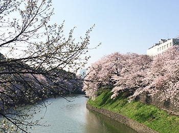 桜の名所でお花見ランチ